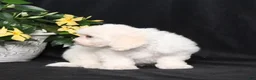 Bichon Frise dogs for sale: Lucky - Ad 2