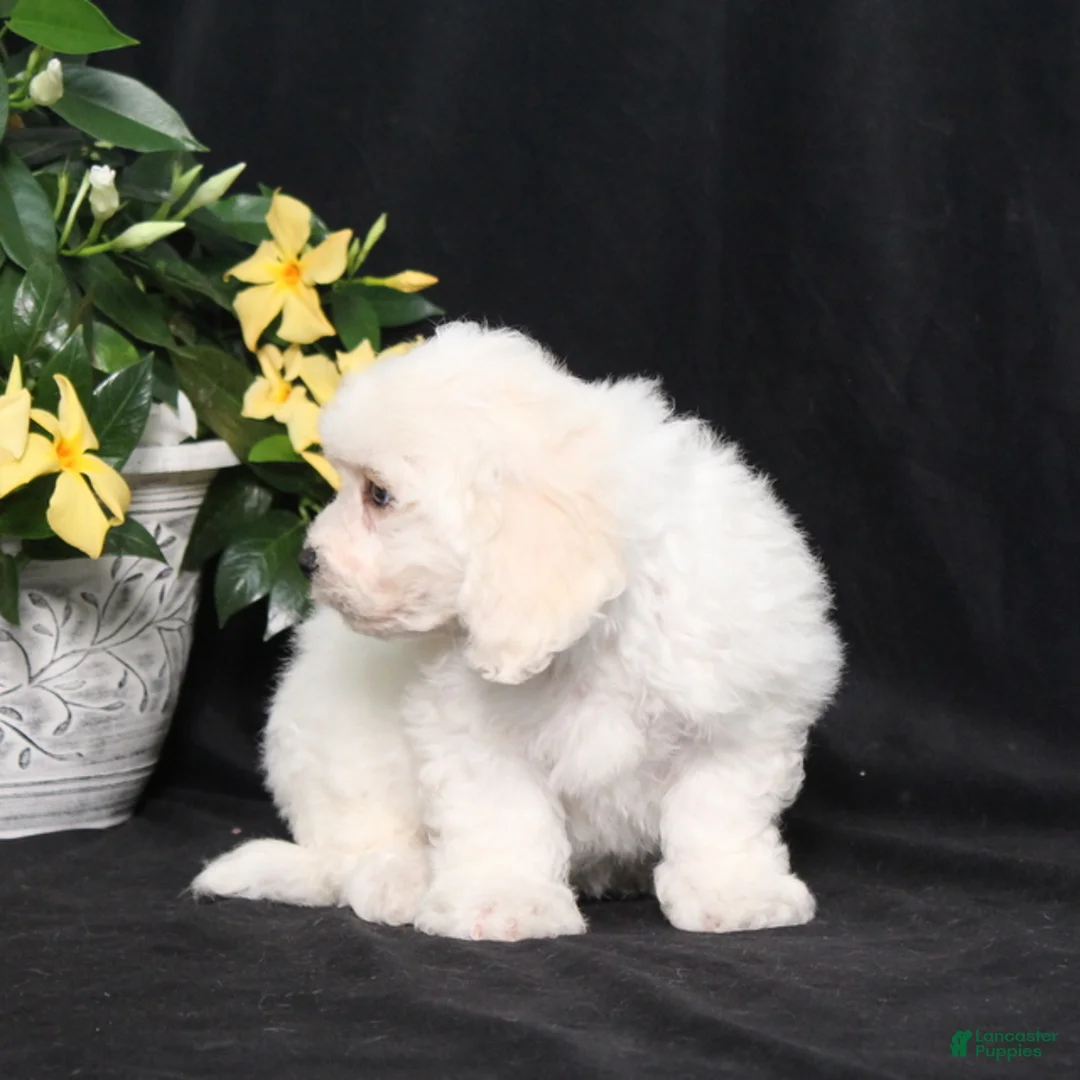Bichon Frise dogs for sale: Lucky - Ad 2