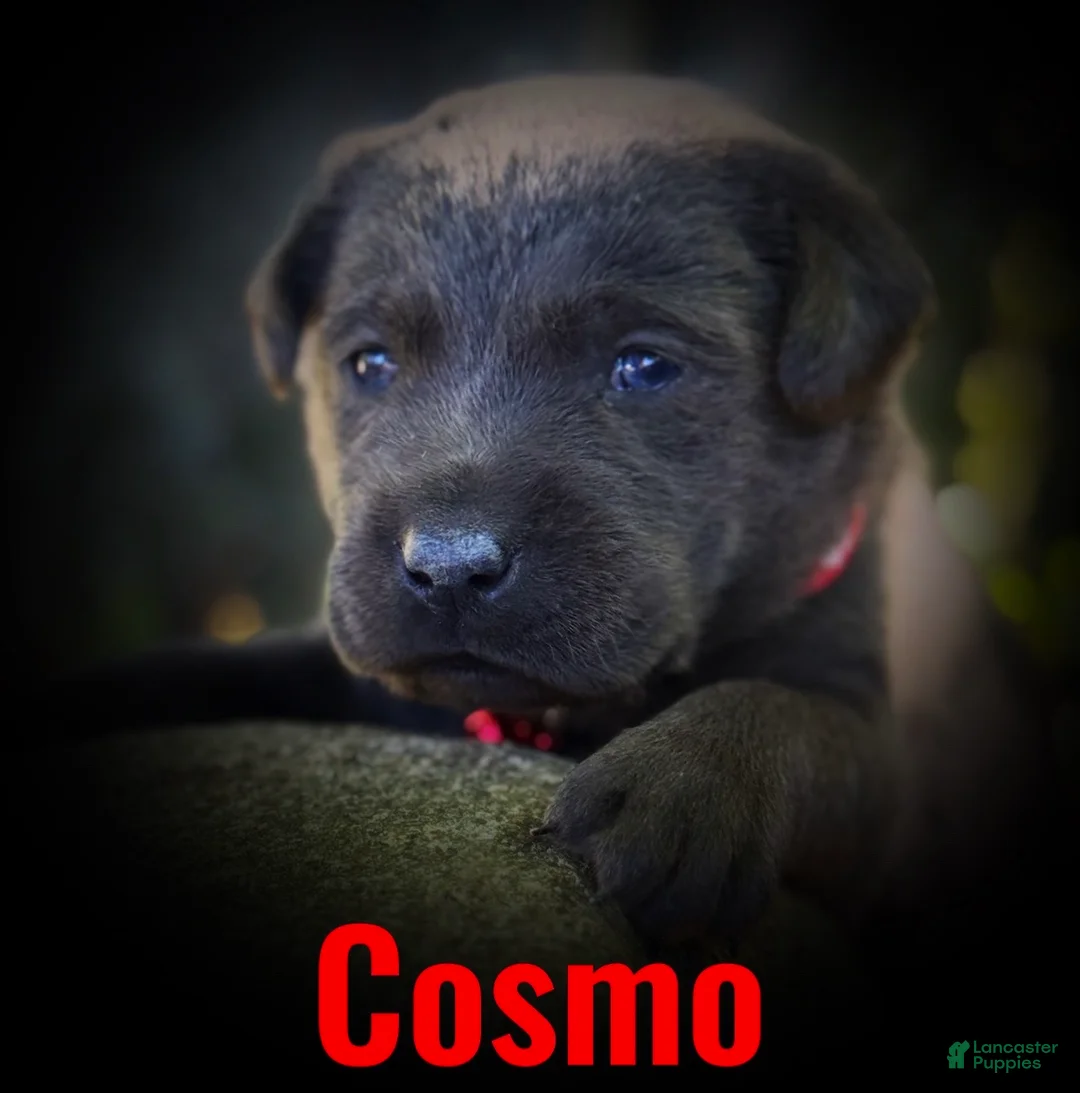Labrador Retriever dogs for sale: Labrador Retriever 1 - Ad 15