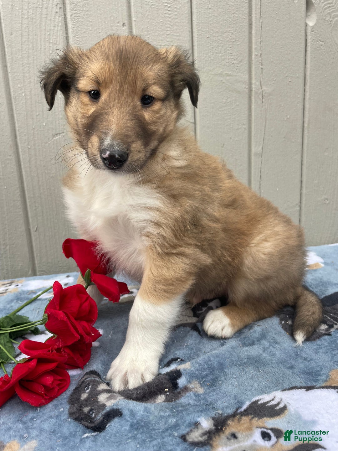 Collie dogs for sale: Calvin - Ad 1