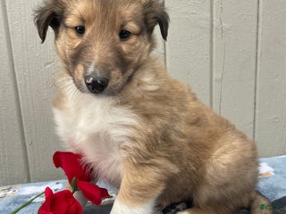 Collie dogs Calvin - Ad 19