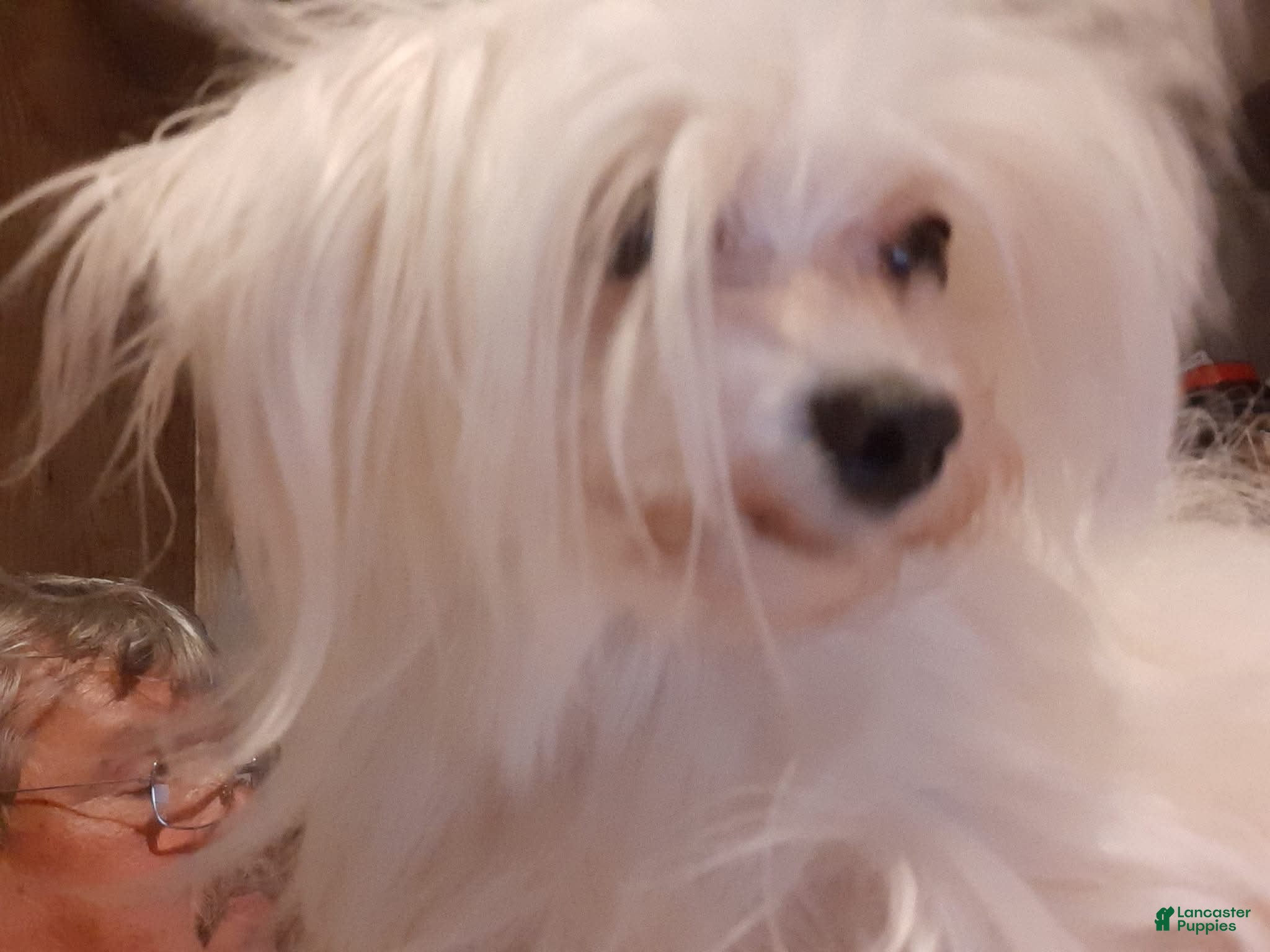 Nugget