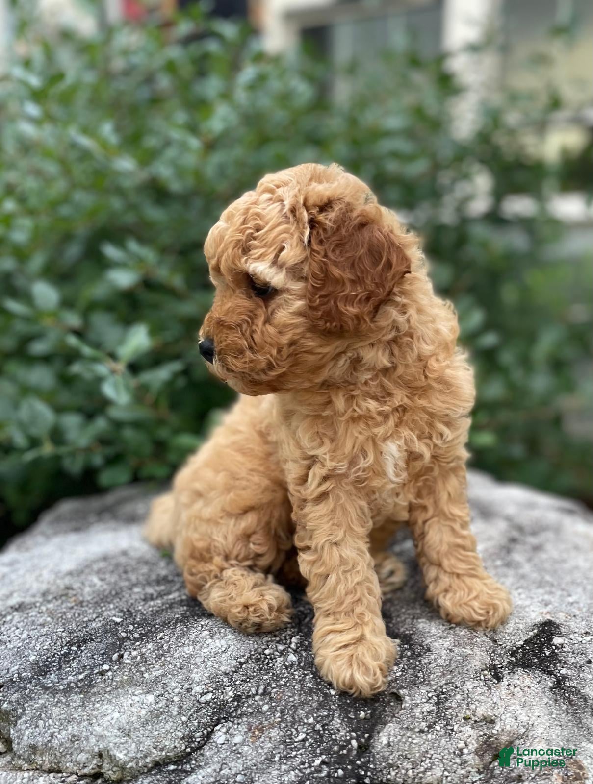 Cavapoo dogs Emmy - Ad 2