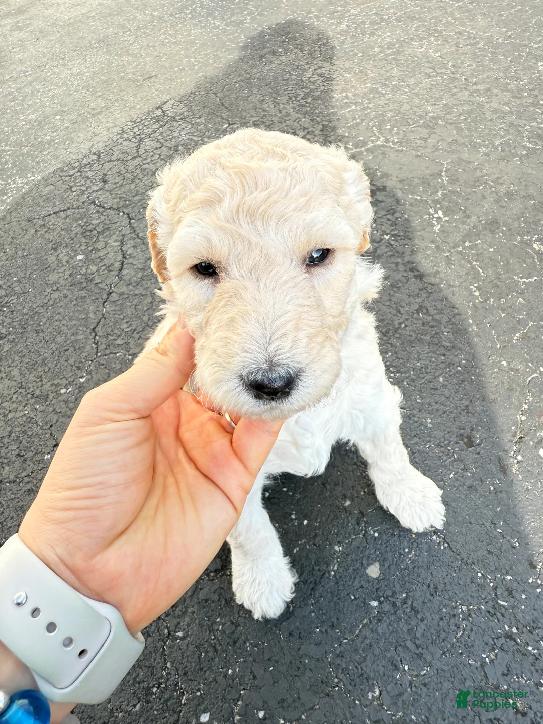 Standard Poodle dogs for sale: Standard Poodle Puppy 4 - Ad 5