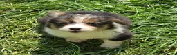 Welsh Corgi Pembroke dogs for sale: Duffy the fluffy - Ad 7