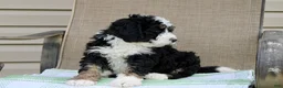 Mini Bernedoodle dogs for sale: Parker - Ad 18