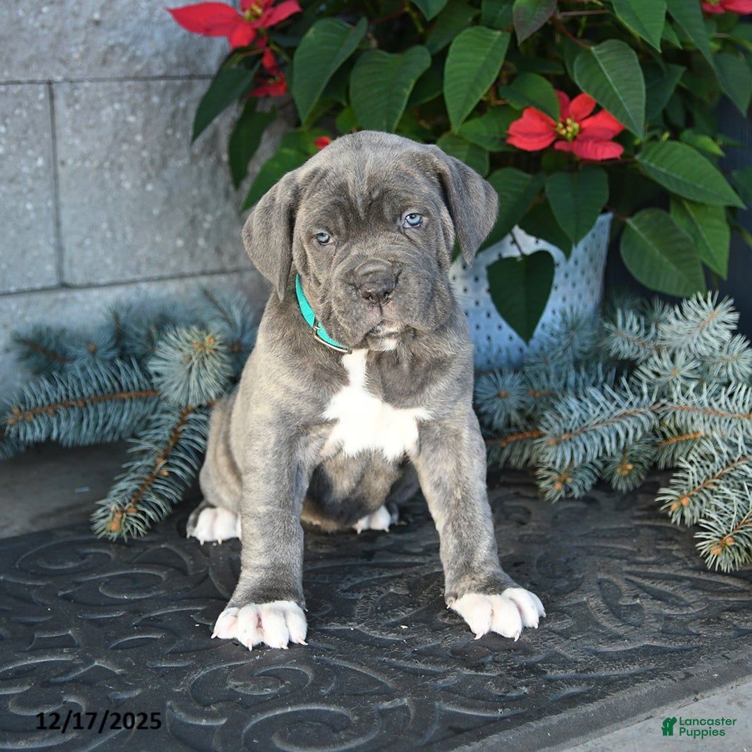 Cane Corso dogs for sale: Flurry - Ad 2