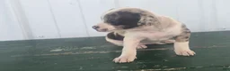 Chihuahua dogs for sale: Chihuahua Puppy 5 mabel - Ad 3