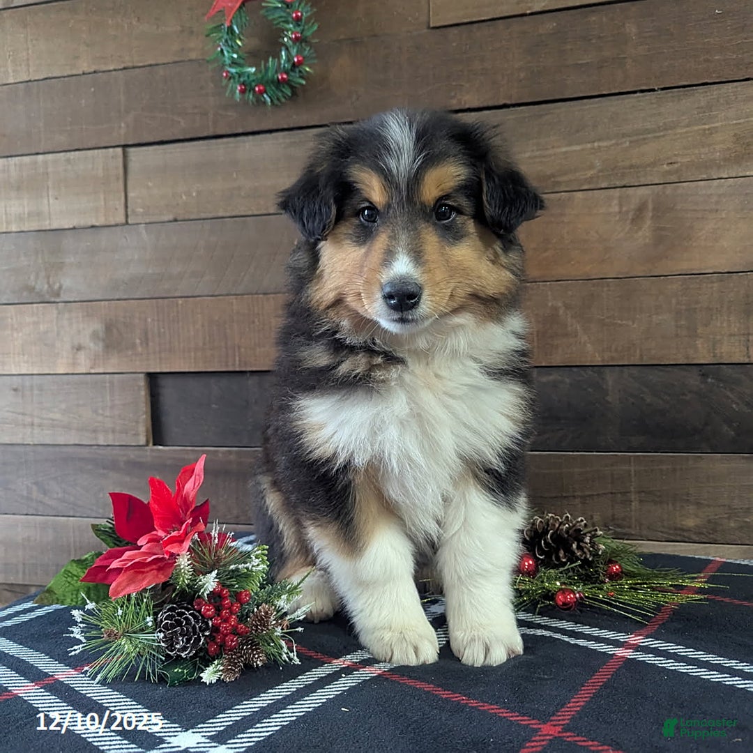 Mixed Breed dogs for sale: Trump - Ad 5