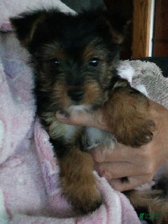 Yorkshire Terrier dogs Sierra - Ad 2