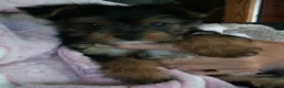 Yorkshire Terrier dogs for sale: Sierra - Ad 2