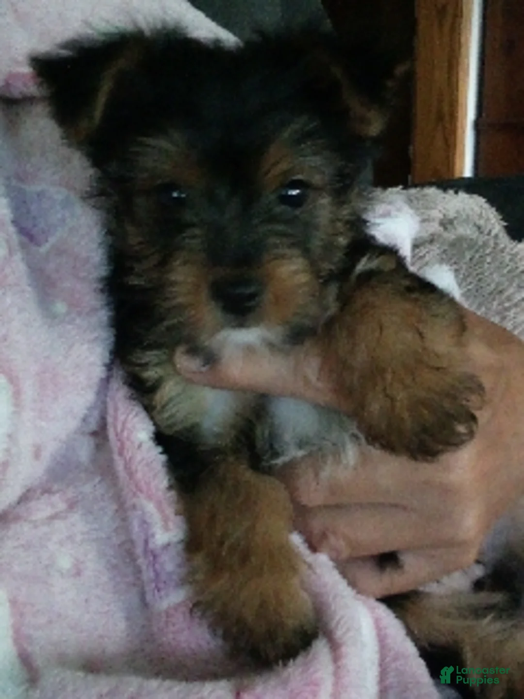 Yorkshire Terrier dogs for sale: Sierra - Ad 2