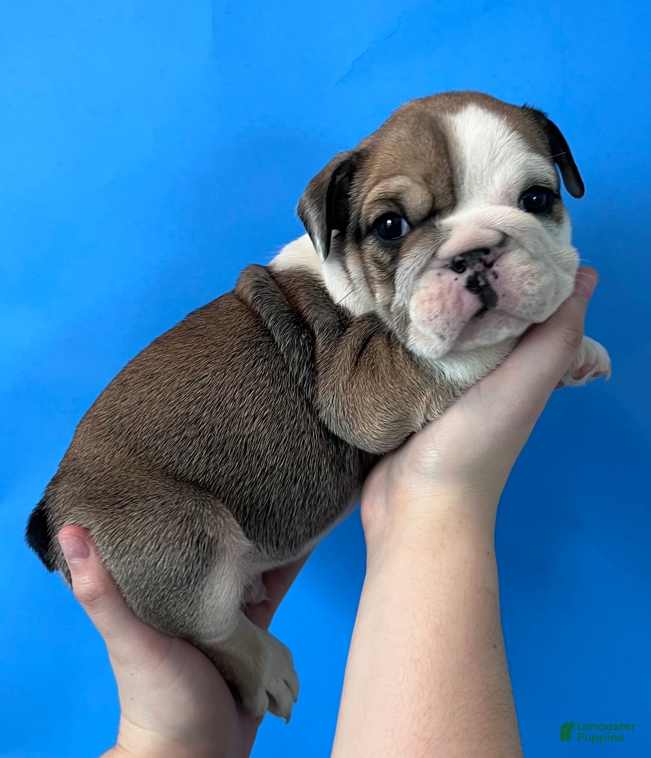 English Bulldog dogs Butch (Sable) - Ad 16