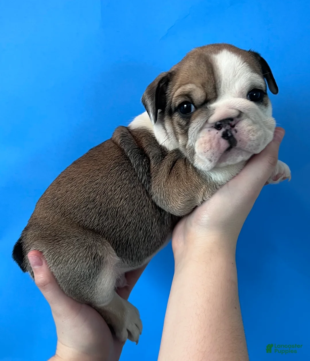 English Bulldog dogs for sale: Butch (Sable) - Ad 1