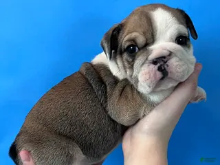 English Bulldog dogs Butch (Sable) - Ad 40