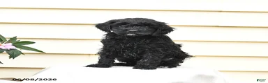 Rex
