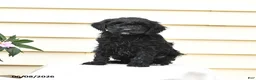 Aussiedoodle dogs for sale: Rex - Ad 1