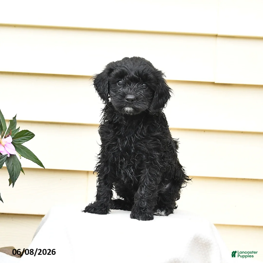 Aussiedoodle dogs for sale: Rex - Ad 1