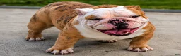 English Bulldog dogs for sale: Ambition  - Ad 3