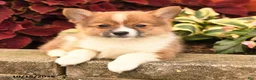 Pomeranian dogs for sale: Pumpkin - Ad 3