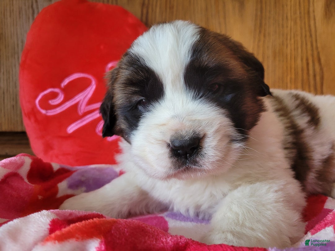 Saint Bernard dogs for sale: Willow - Ad 4