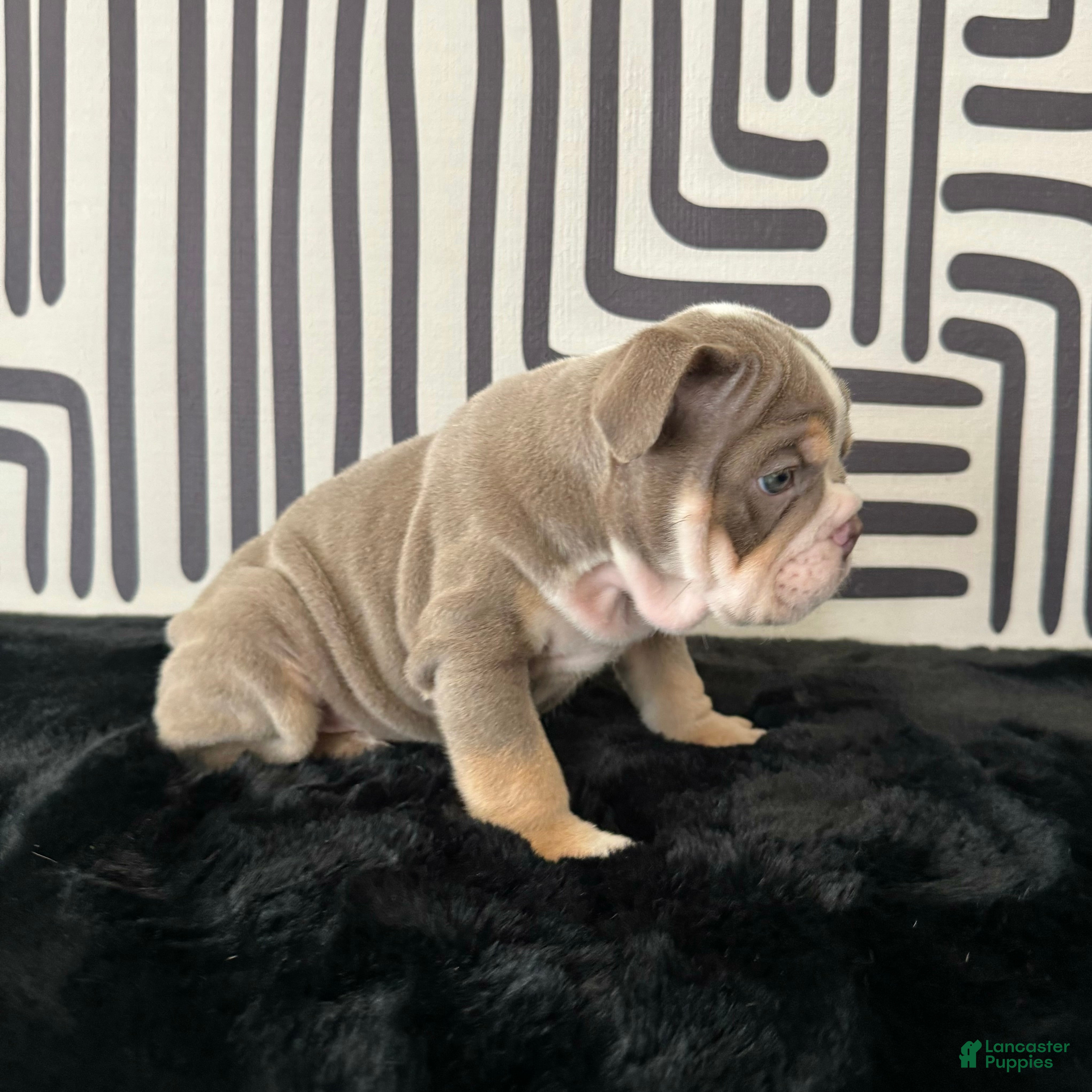 English Bulldog dogs Becka  - Ad 2