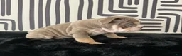 English Bulldog dogs for sale: Becka  - Ad 2
