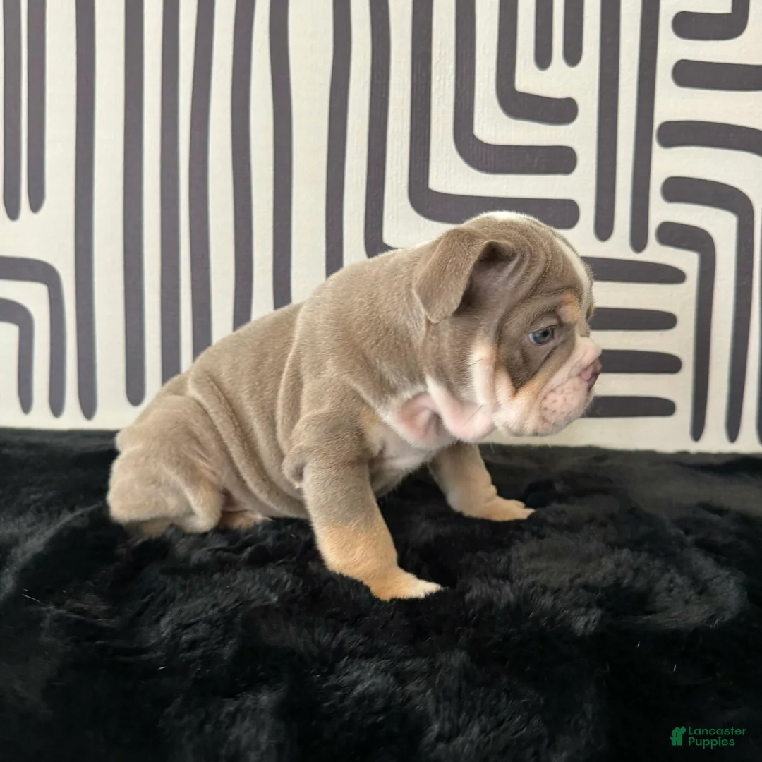 English Bulldog dogs for sale: Becka  - Ad 2