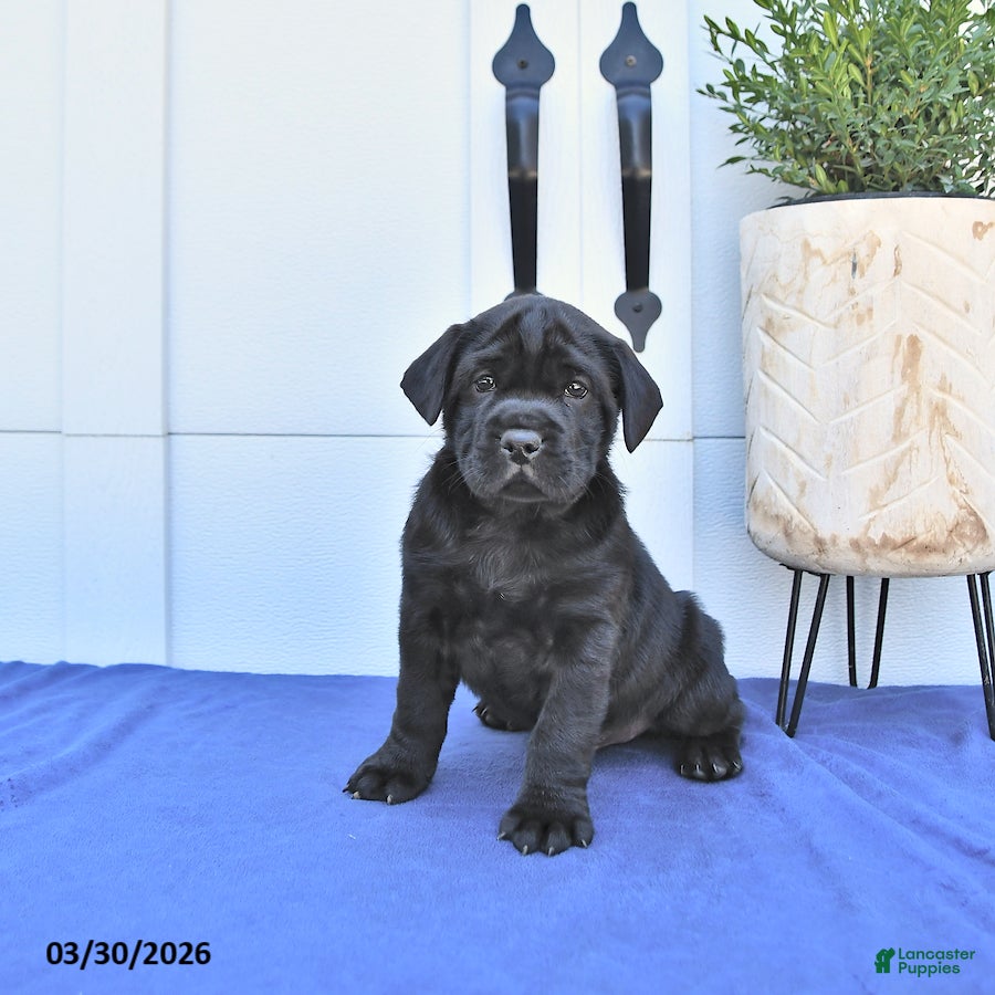 Mini Hippo dogs Rex - Ad 1