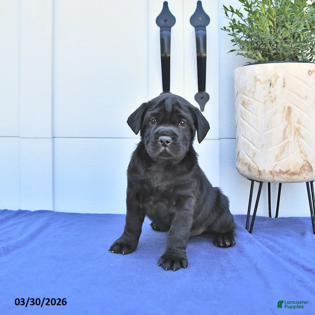 Mini Hippo dogs for sale: Rex - Ad 1