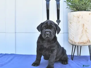 Mini Hippo dogs for sale: Rex - Ad 1