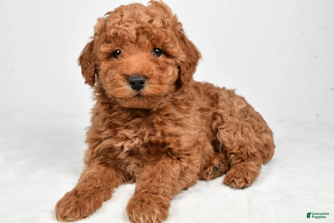 Miniature Poodle dogs for sale: Max - Ad 3