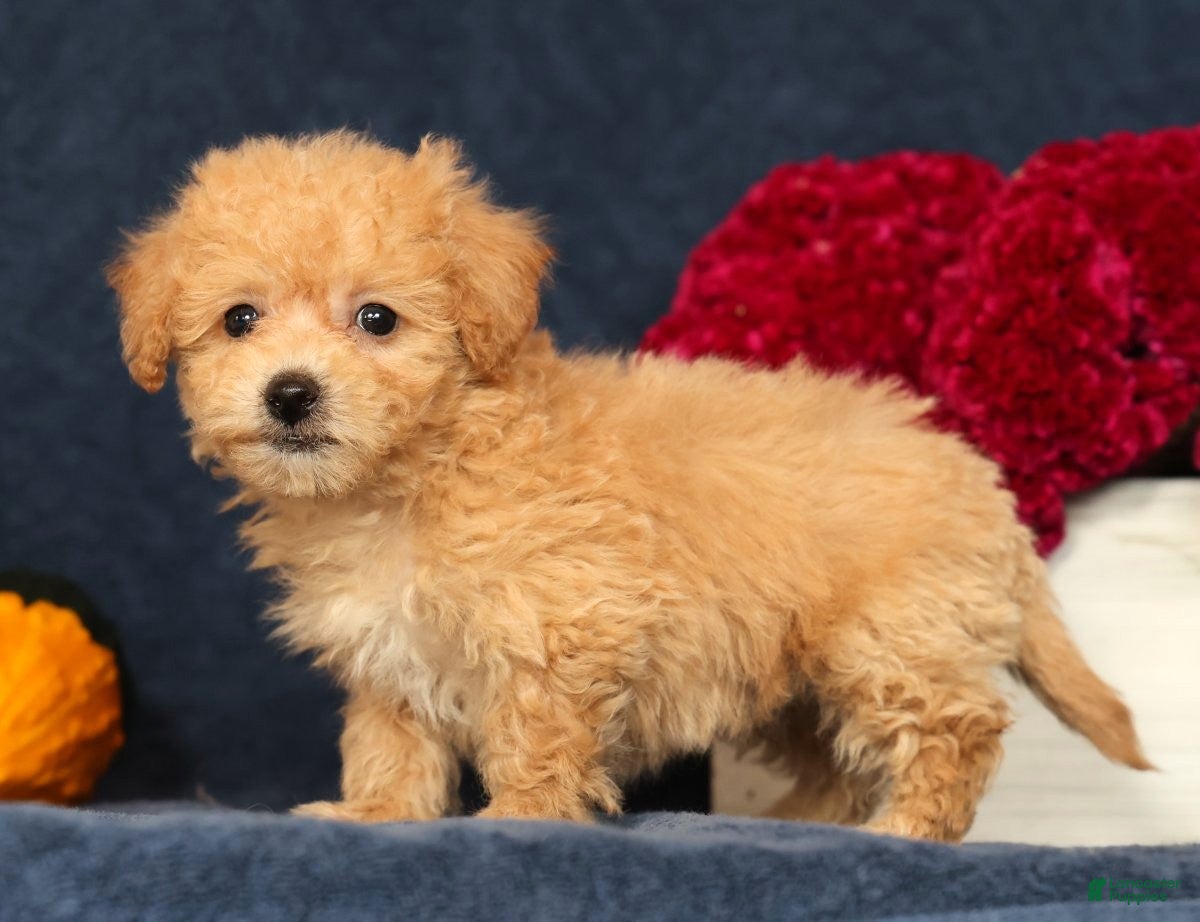 Bichpoo dogs for sale: Oaklynn - Ad 2