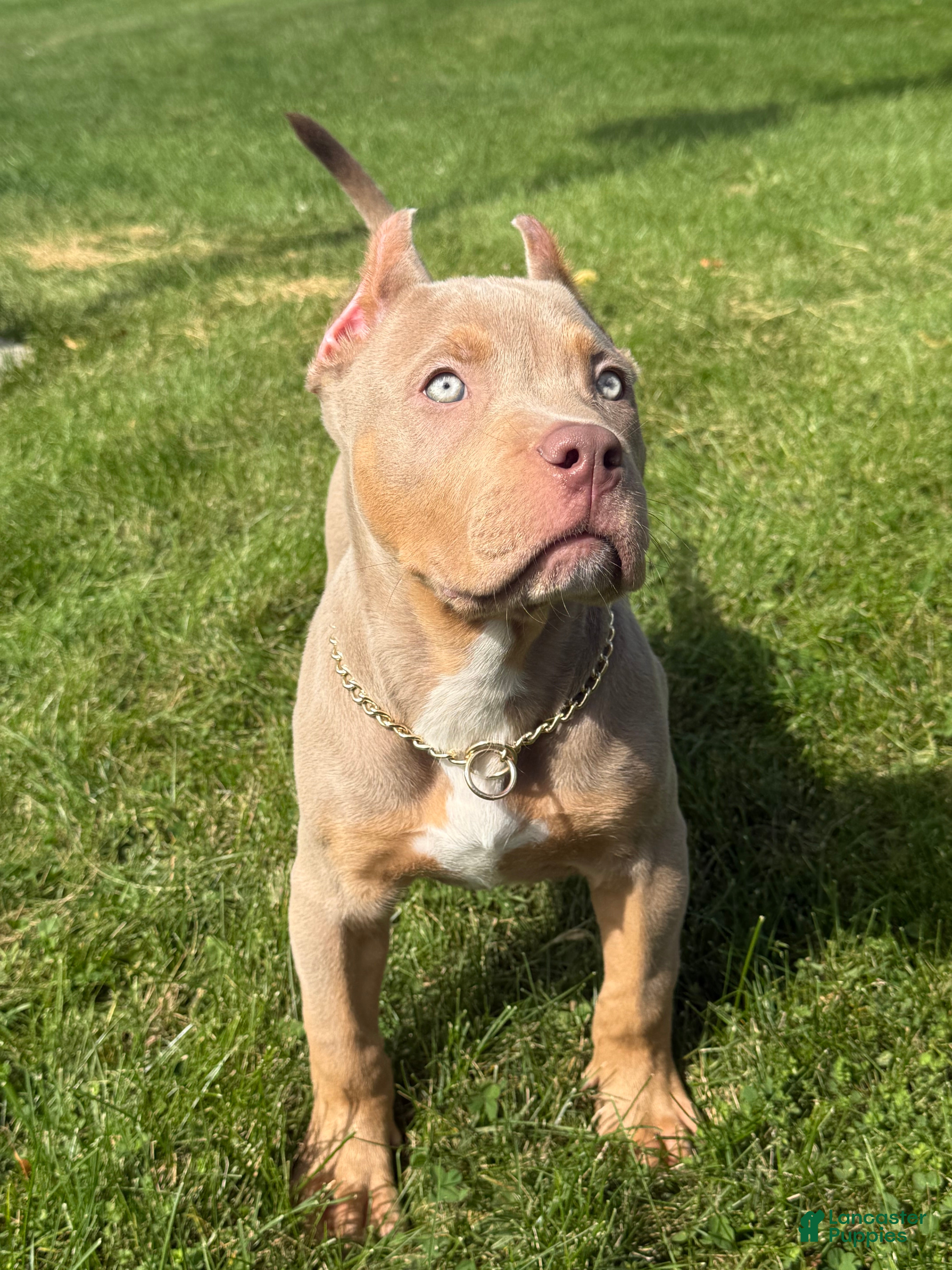 American Bully dogs for sale:  Versace  - Ad 2