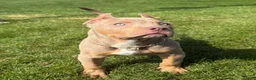 American Bully dogs for sale:  Versace  - Ad 2