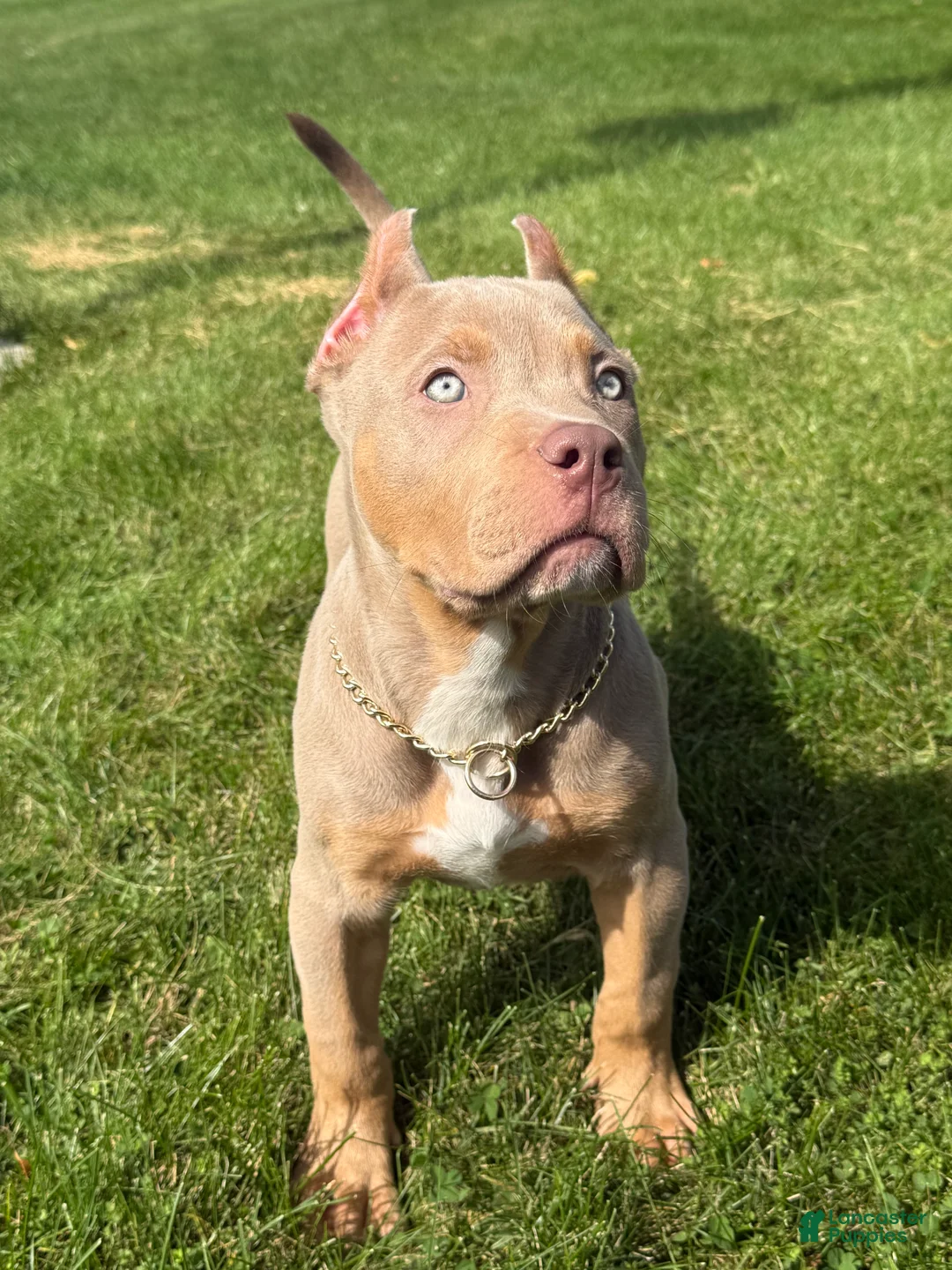 American Bully dogs for sale:  Versace  - Ad 2