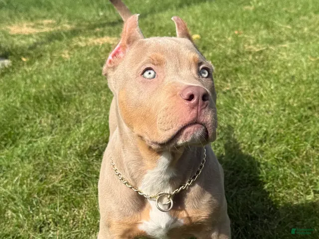 American Bully dogs for sale: Versace - Ad 2