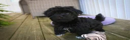 Havanese dogs for sale: Maltilda Havanese - Ad 4