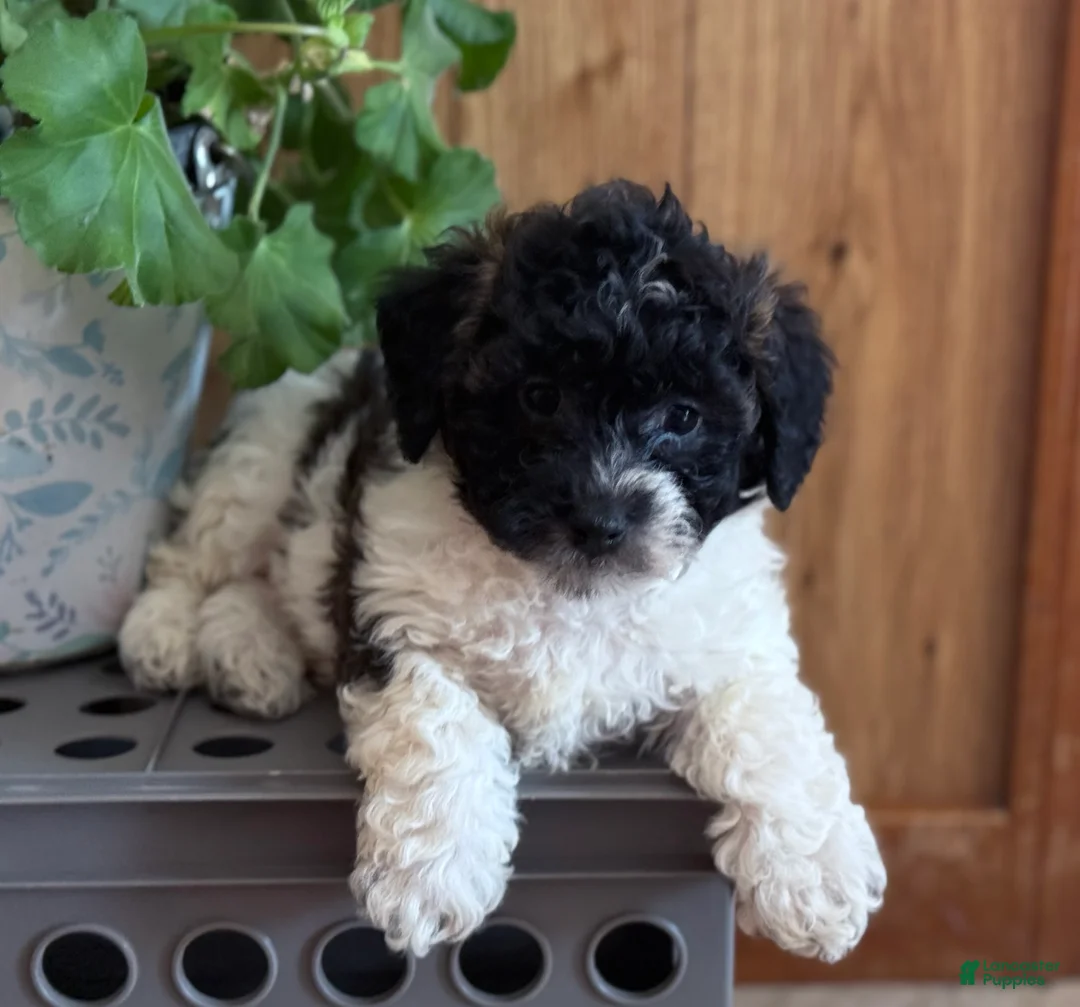 Bichpoo dogs for sale: Bandit - Ad 5