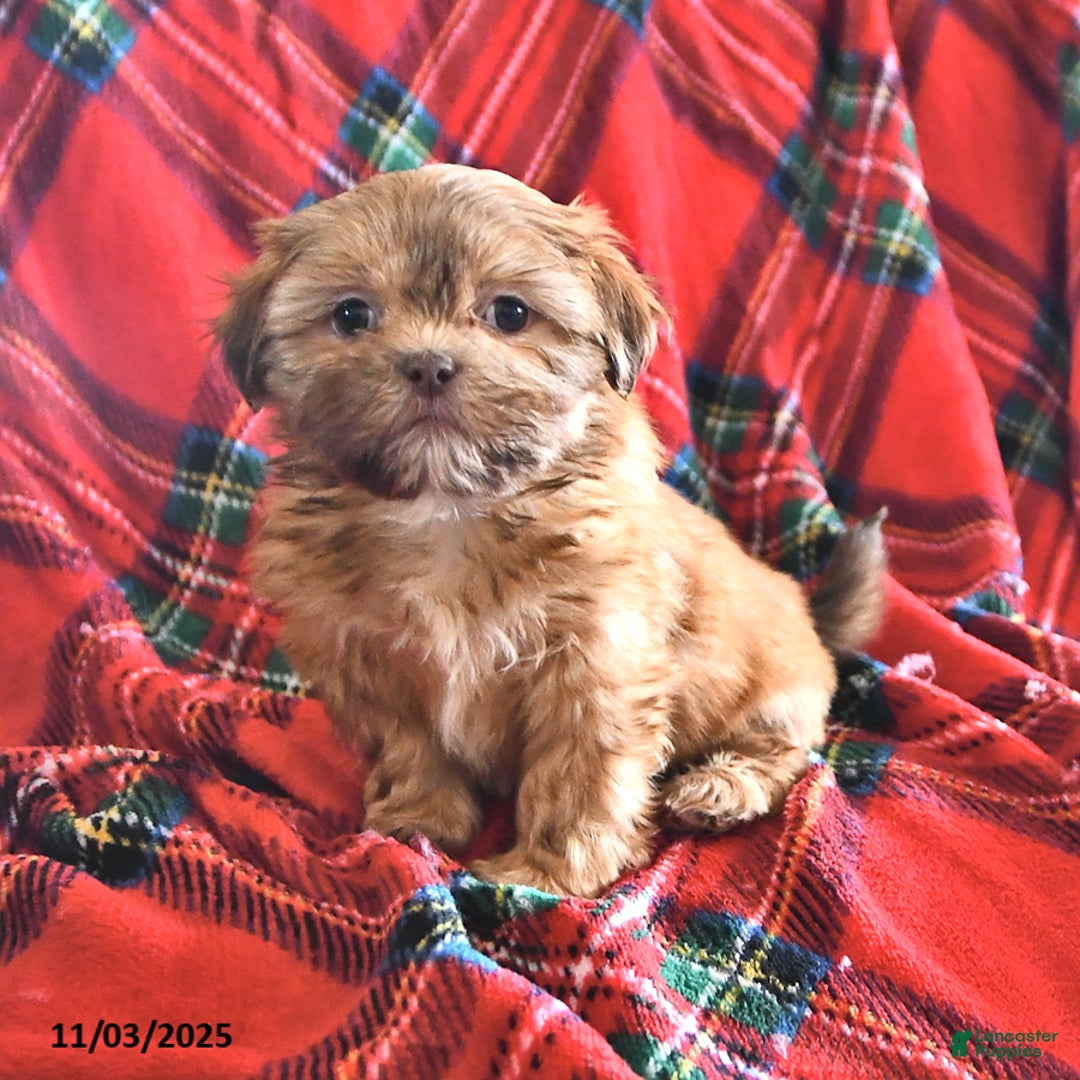 Teddy Bear dogs for sale: Ruth - Ad 2