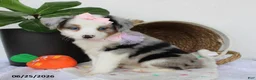 Miniature Australian Shepherd dogs for sale: Penelope - Ad 7