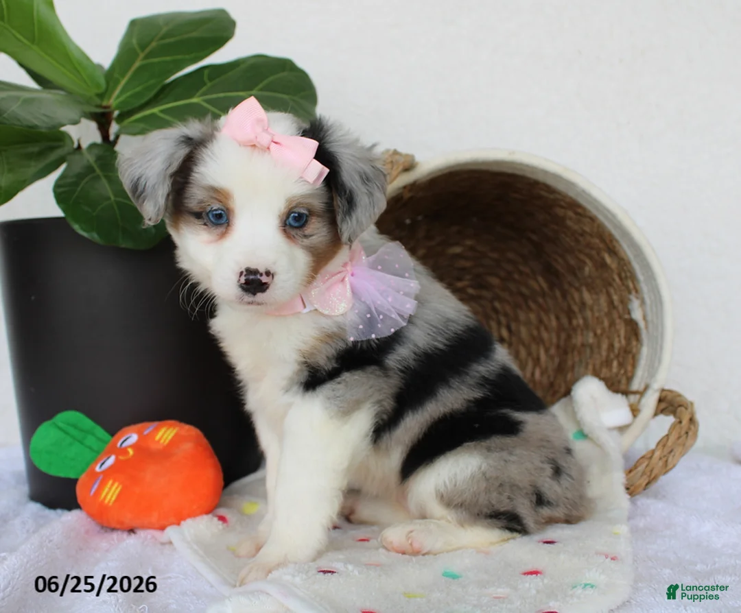 Miniature Australian Shepherd dogs for sale: Penelope - Ad 7