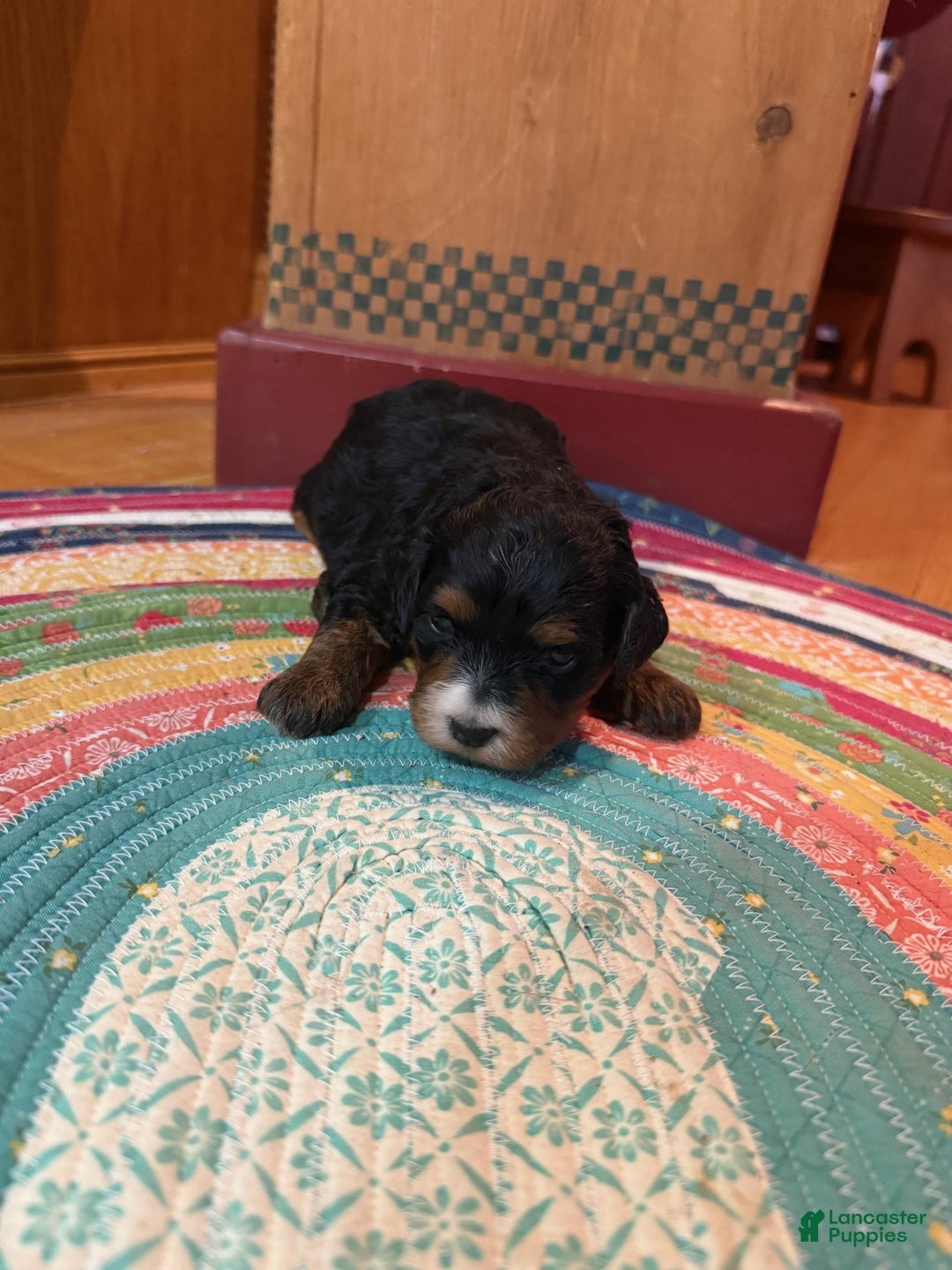 Mini Bernedoodle dogs for sale: Olive - Ad 6