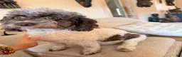 Cockapoo dogs for sale: Khloé  - Ad 3