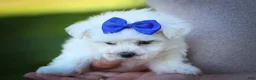 Maltese dogs for sale: Marley🐾 - Ad 7