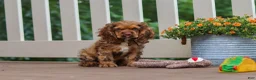 Cocker Spaniel dogs for sale: Milo - Ad 6