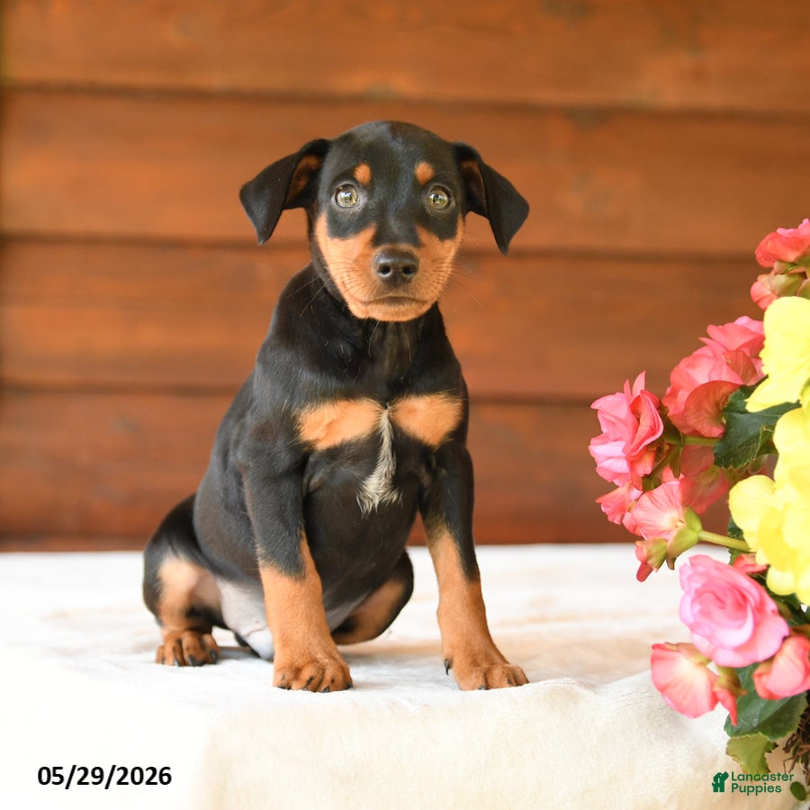 Miniature Pinscher dogs Cory - Ad 2