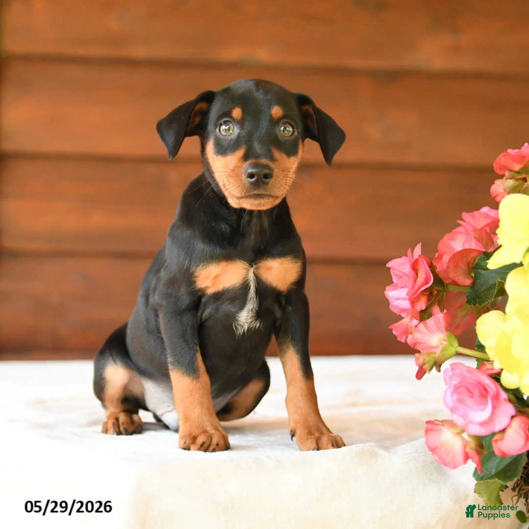 Miniature Pinscher dogs for sale: Cory - Ad 2