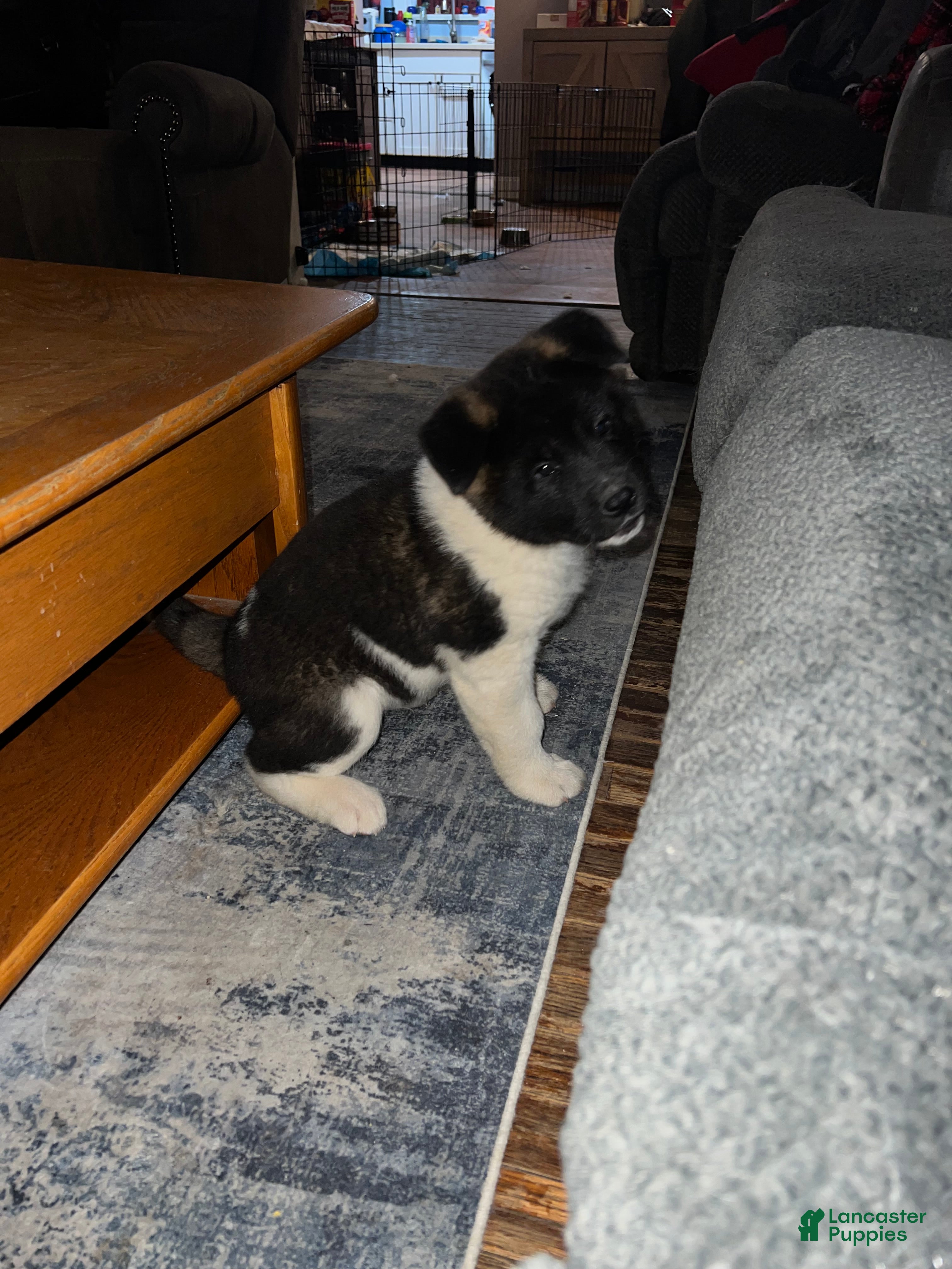 Akita dogs Cupid - Ad 2