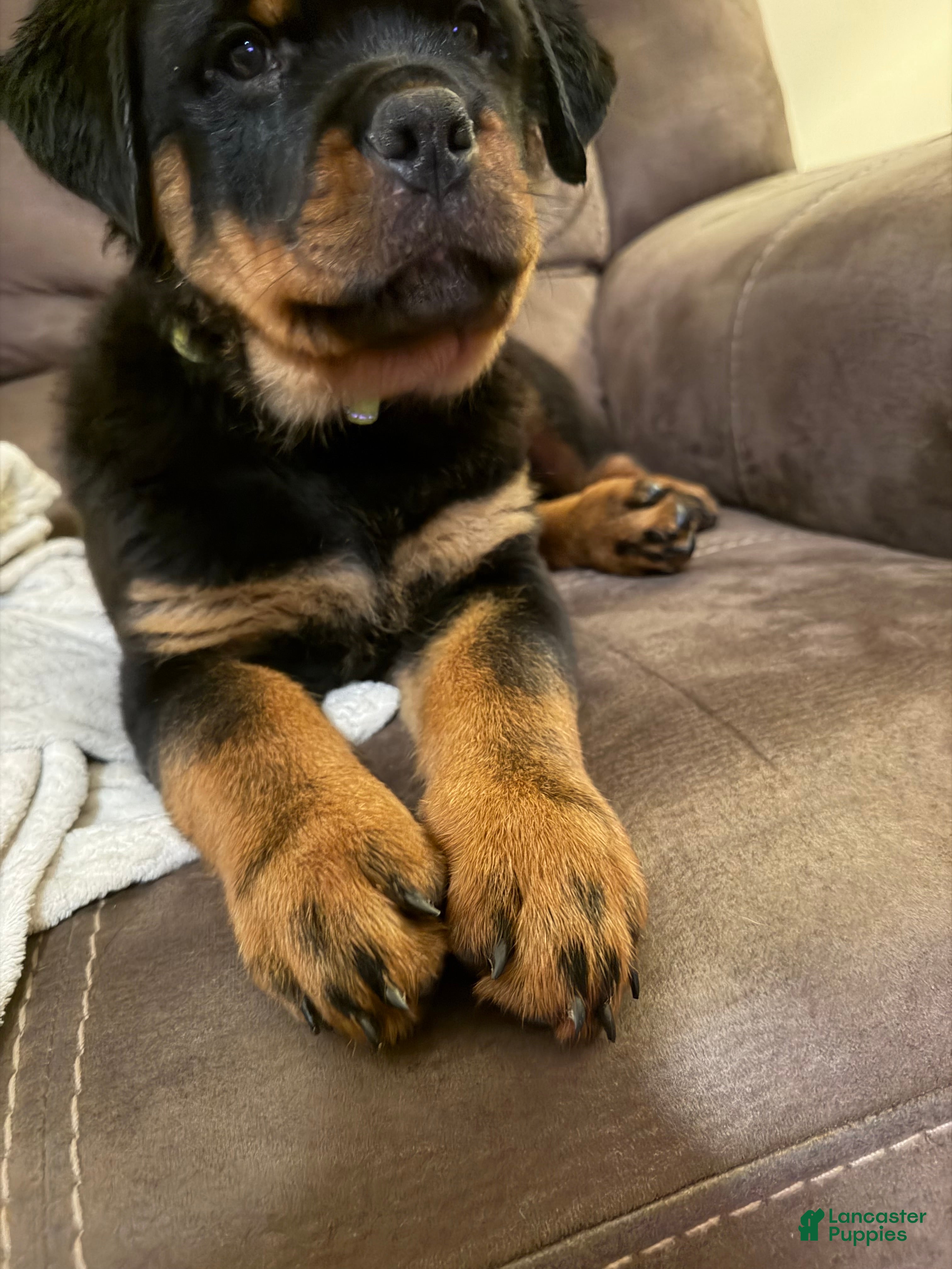 Rottweiler dogs Atticus - Ad 2